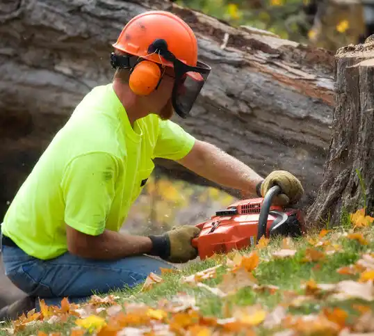 tree services Grand Marais